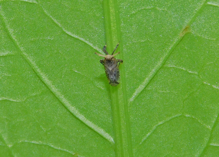 Asiraca clavicornis
