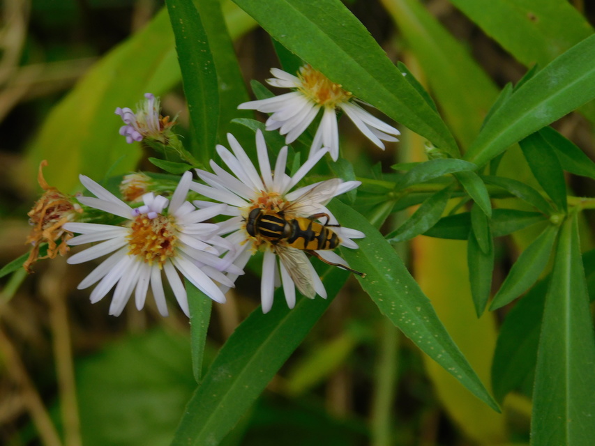 Helophilus pendulus - közönséges mocsárilégy