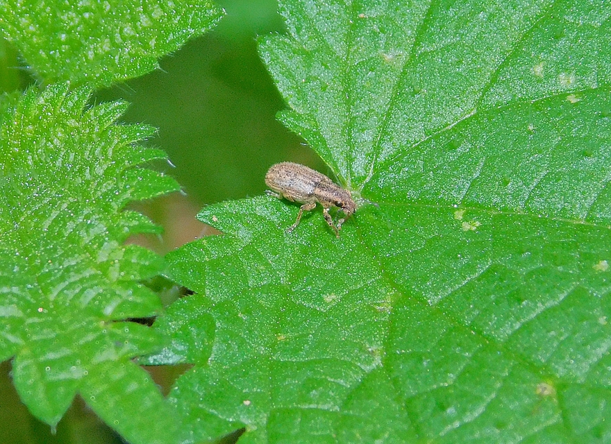 Sitona macularius - borsó-csipkézőbogár
