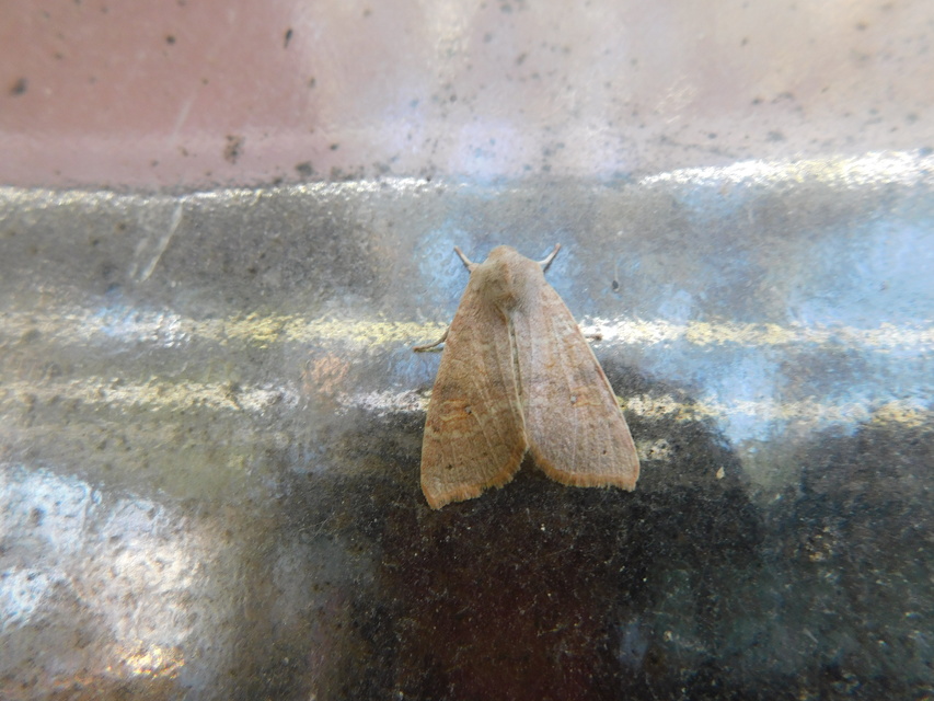 Cirrhia ocellaris - fakó sárgabagoly