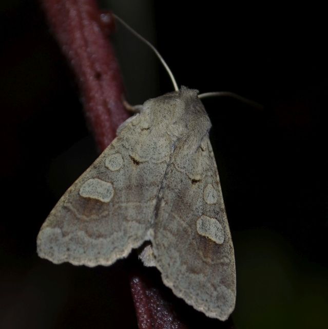 Ammoconia caecimacula - szürke őszibagoly