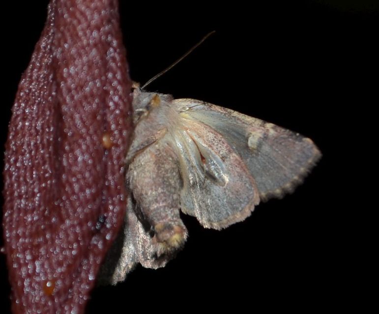 Rileyiana fovea - zörgőbagoly