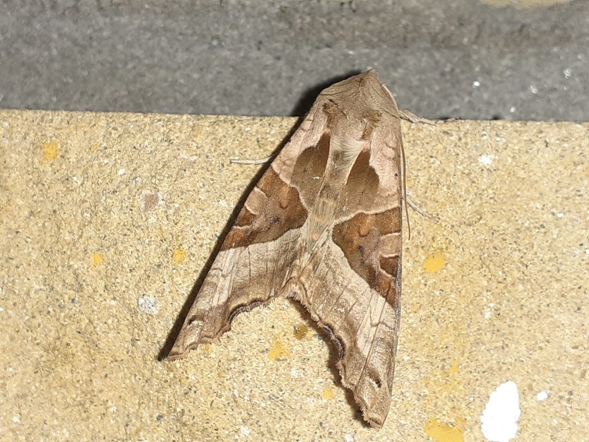 Phlogophora meticulosa - vándorló csipkésbagoly