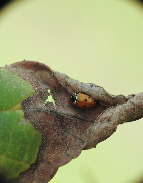 Hippodamia variegata - tizenhárompettyes katica