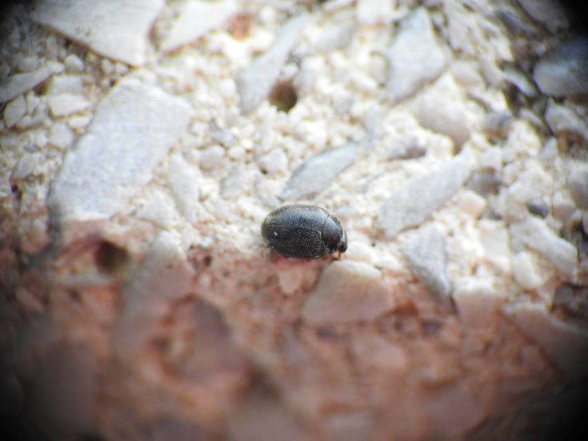 Scymnus