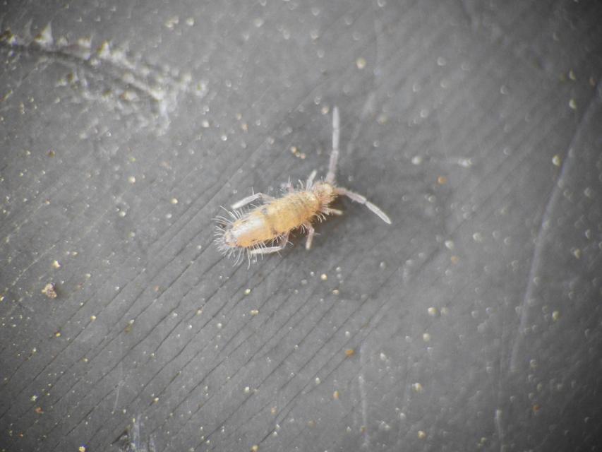 Collembola - Ugróvillások