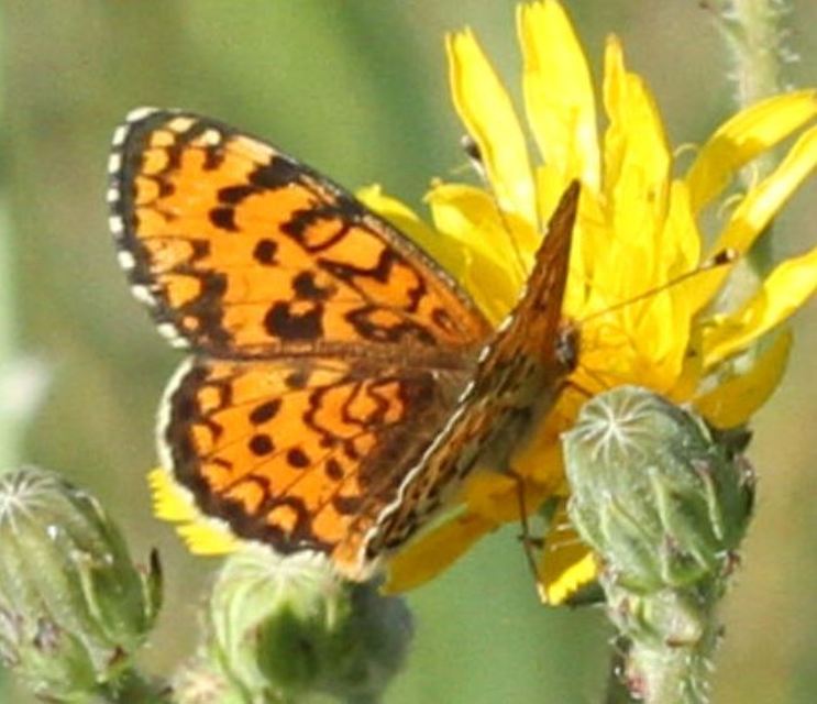 Melitaea trivia - kis tarkalepke