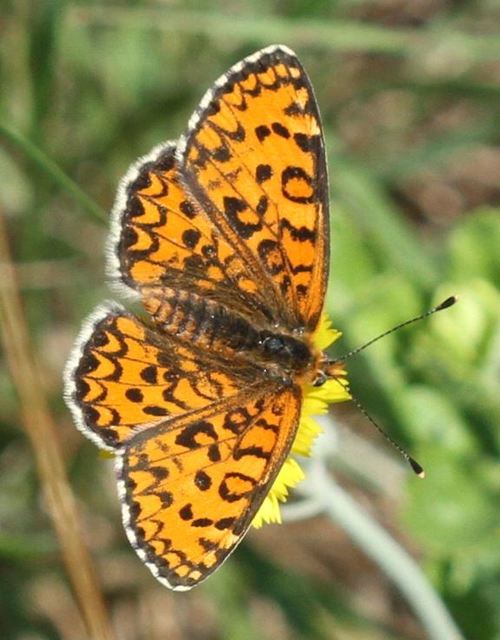 Melitaea trivia - kis tarkalepke