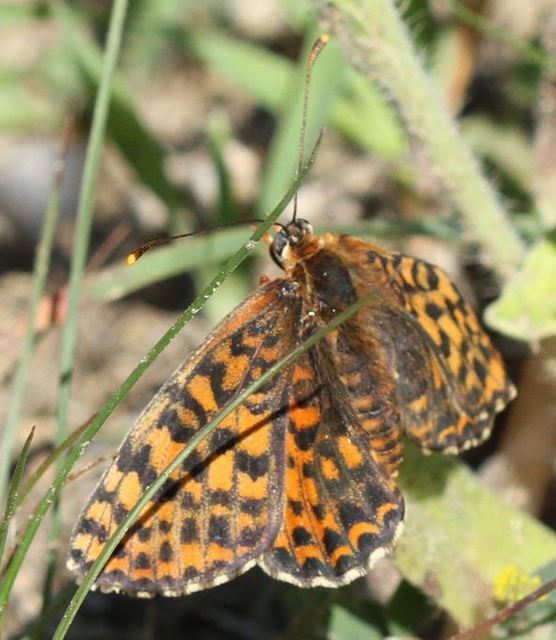 Melitaea didyma - tüzes tarkalepke
