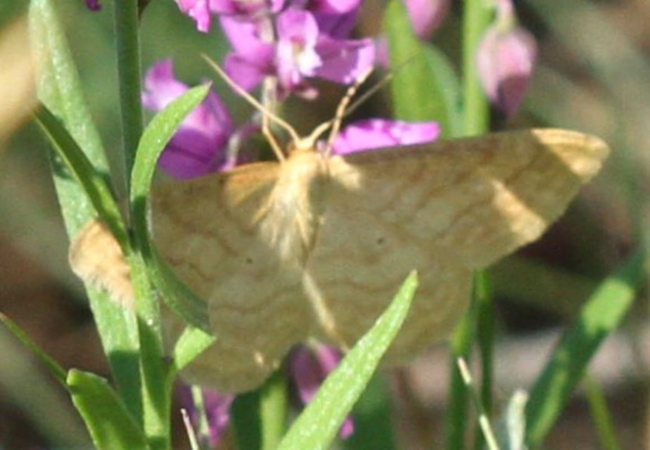 Idaea rufaria - vörhenyes sávosaraszoló