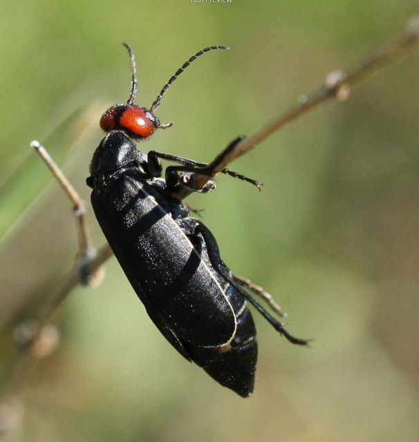 Epicauta rufidorsum - hollóbogár