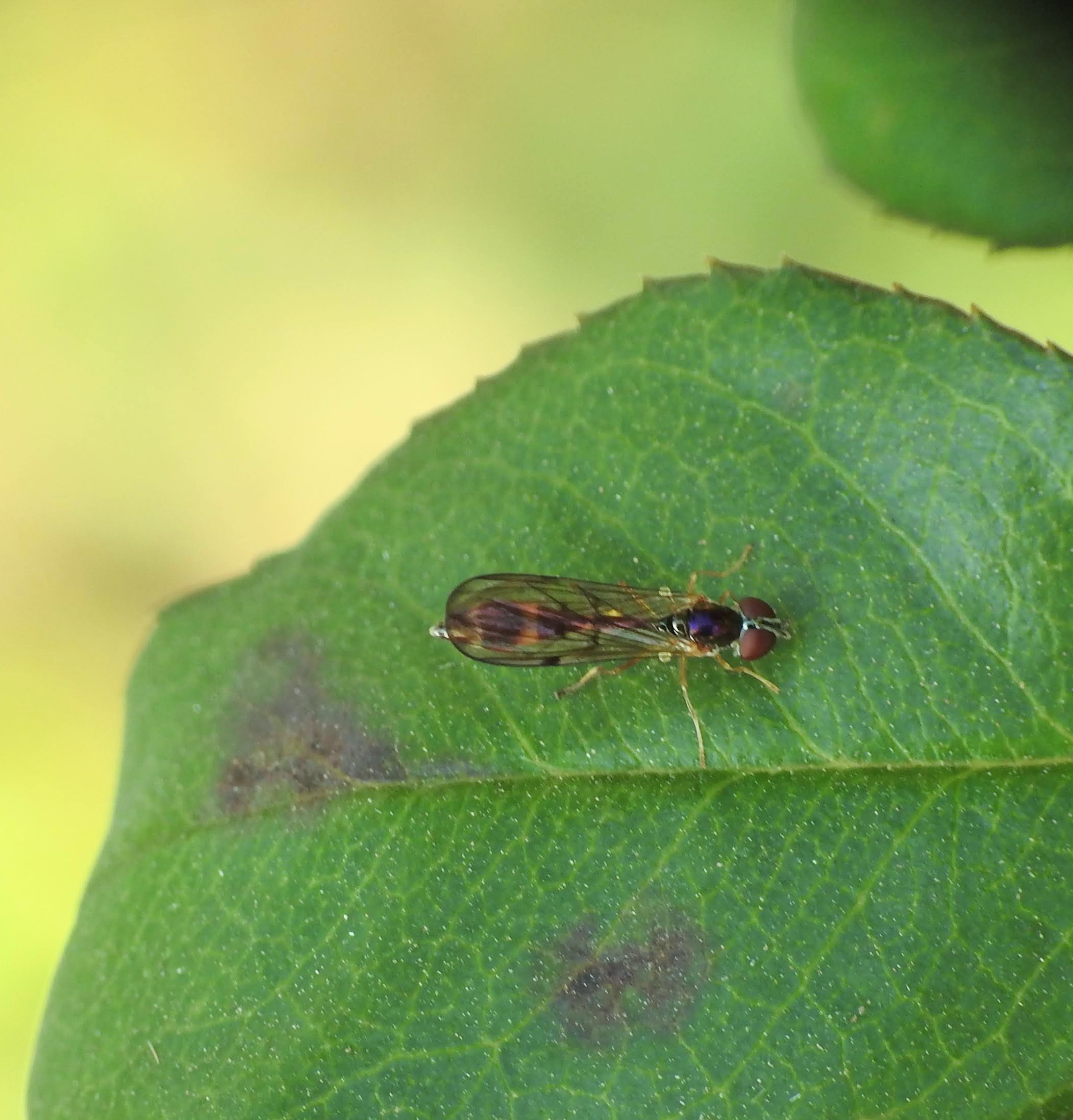 Baccha elongata - szürkehomlokú árnyéklégy