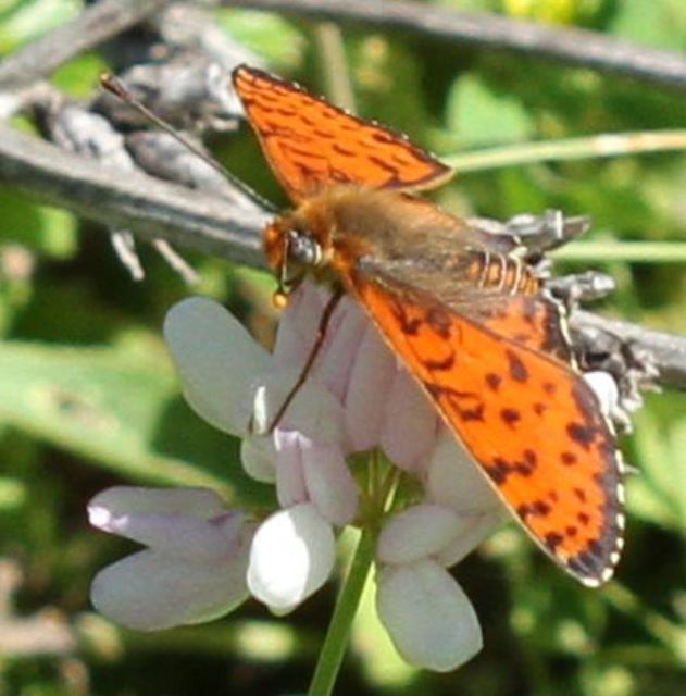 Melitaea didyma - tüzes tarkalepke