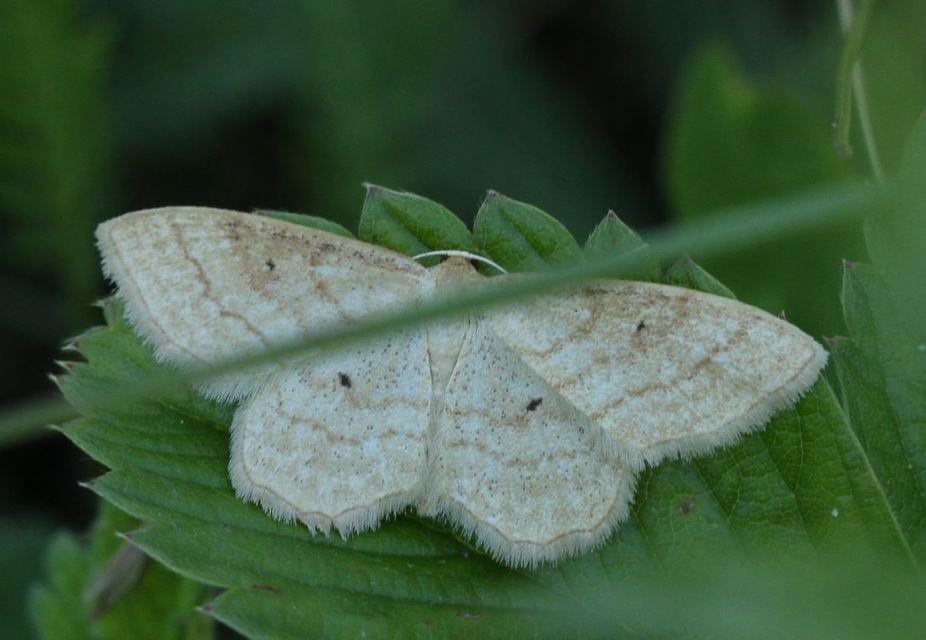 Idaea rufaria - vörhenyes sávosaraszoló