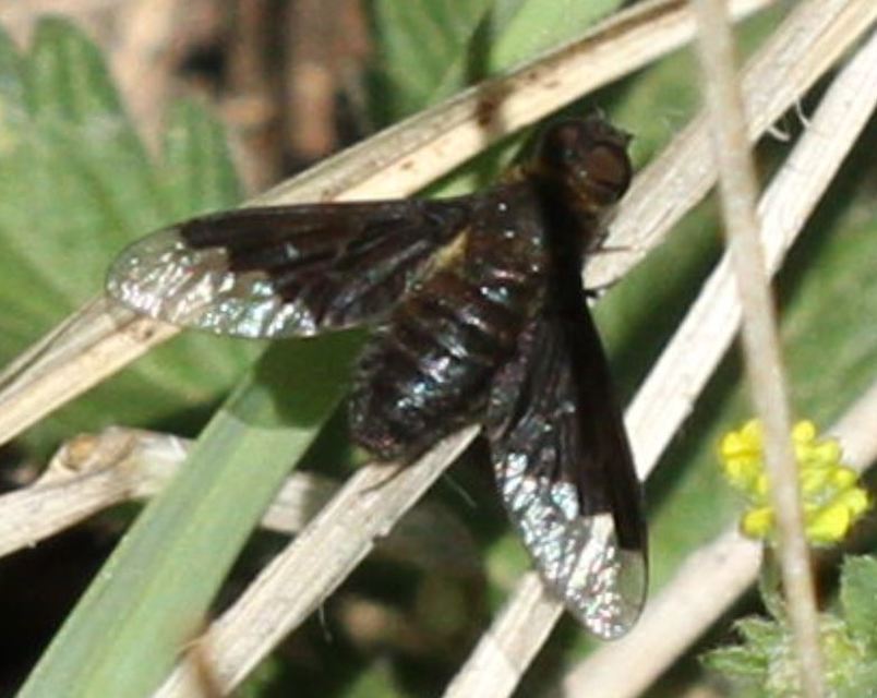 Hemipenthes morio - közönséges gyászlégy