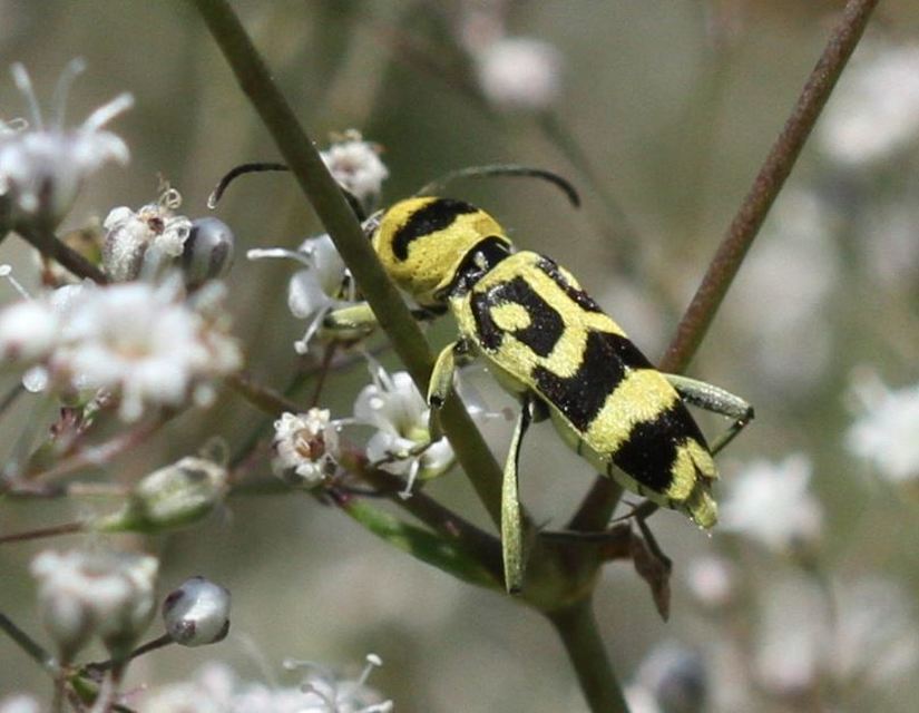 Chlorophorus varius - díszes darázscincér