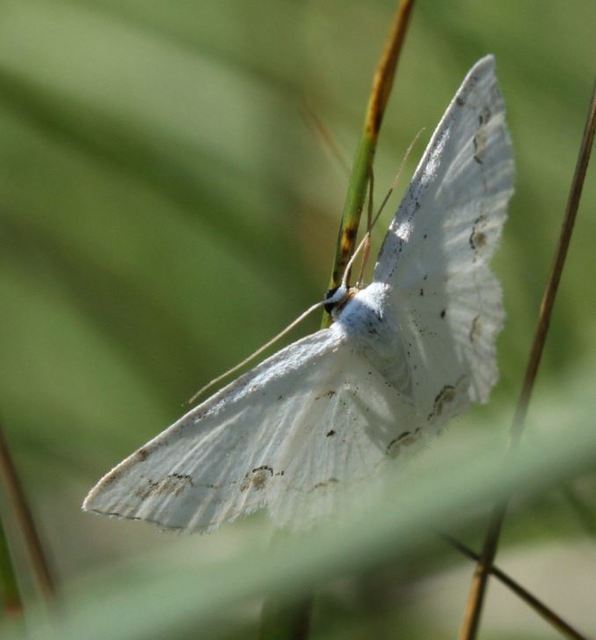 Scopula ornata - díszes fehéraraszoló