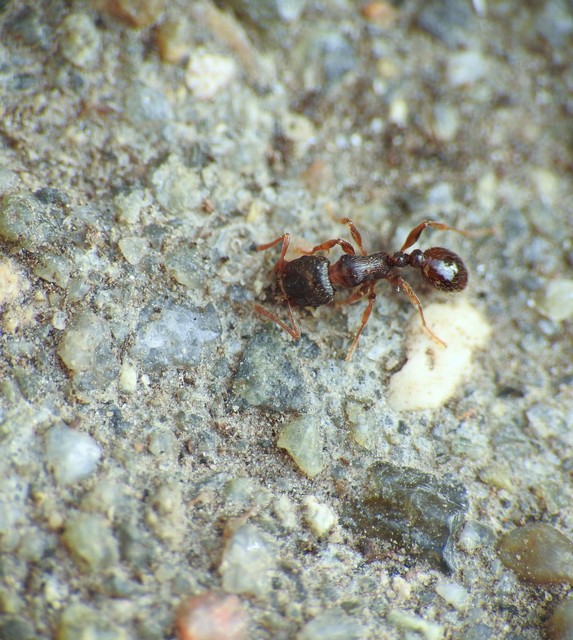 Tetramorium