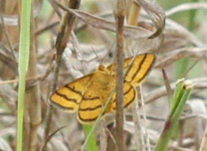 Idaea aureolaria - aranyos sávosaraszoló