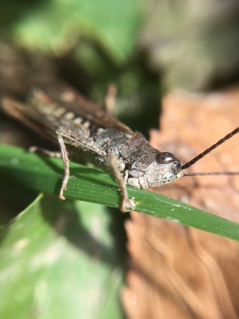 Chorthippus mollis - halk tarlósáska