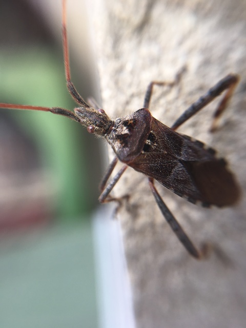 Leptoglossus occidentalis - nyugati levéllábú poloska