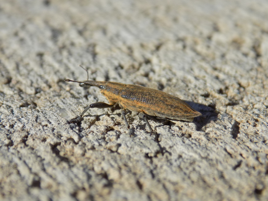 Lixus iridis - bürökfúró dudvabarkó