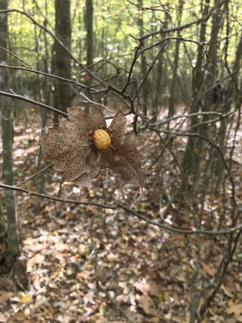 Araneus marmoreus - márványos keresztespók