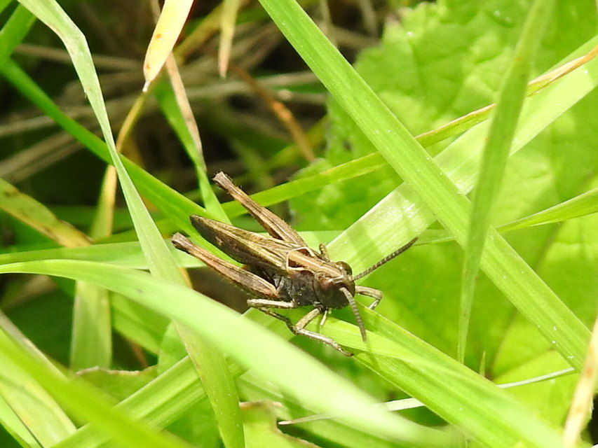 Omocestus rufipes - vöröshasú tarlósáska