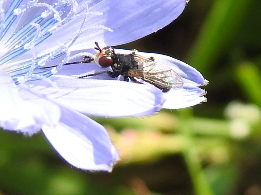 Conopidae - fejeslegyek