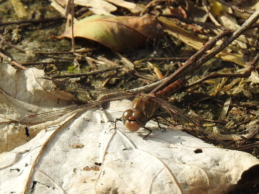 Sympetrum striolatum - harántsávos katona-szitakötő