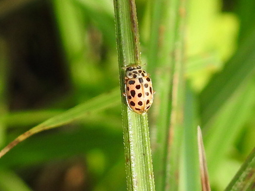 Anisosticta novemdecimpunctata - tizenkilencpettyes katica
