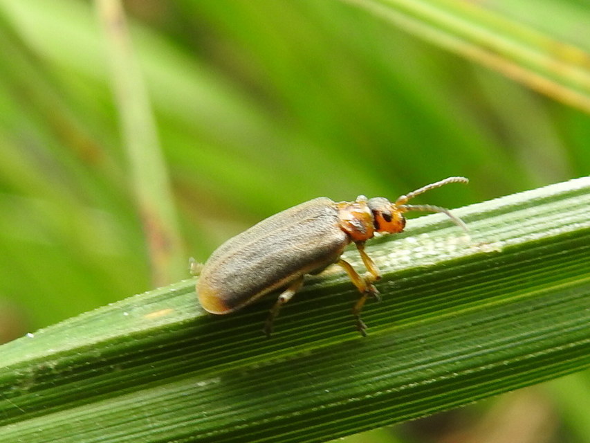 Galerucella