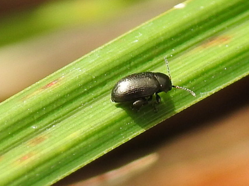 Chaetocnema Chaetocnema