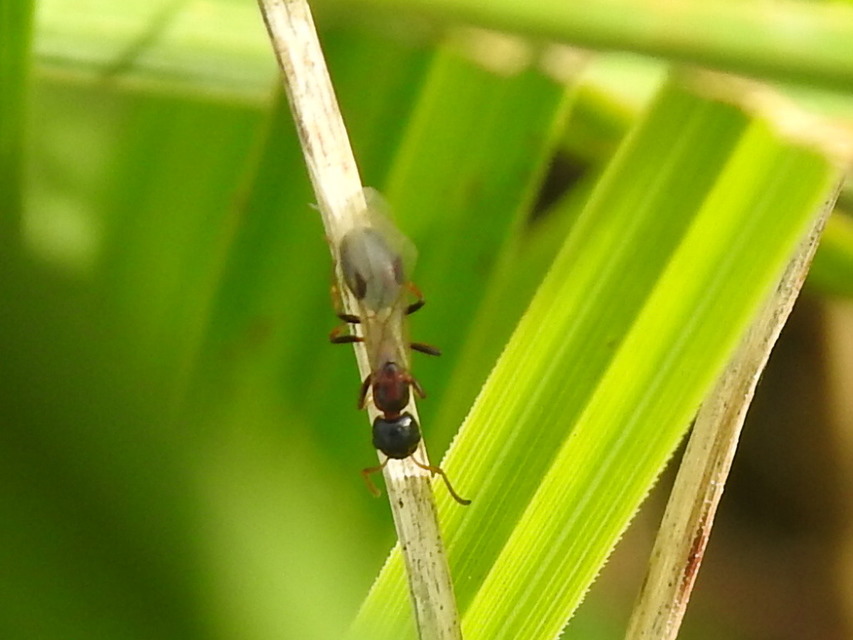 Dolichoderus quadripunctatus - négypettyes erdeihangya