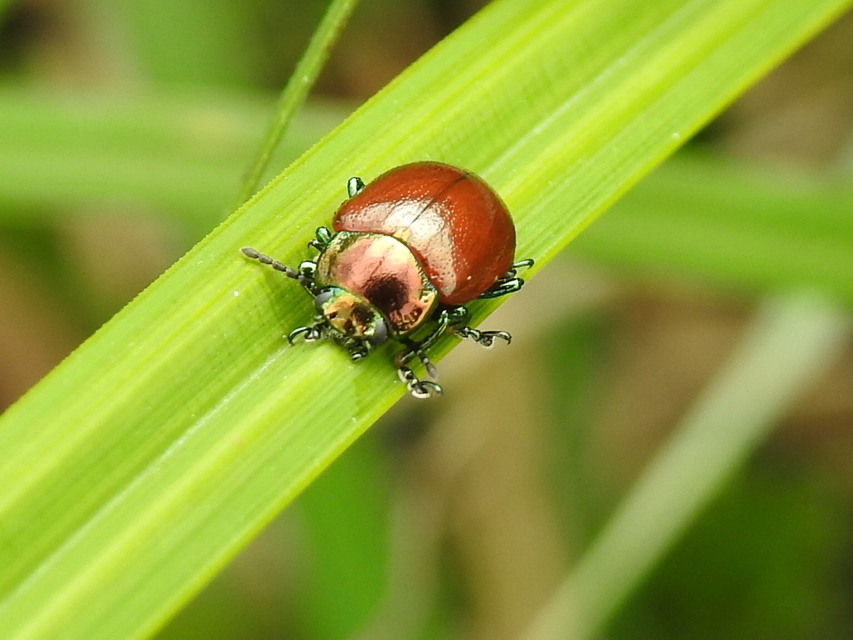 Chrysolina polita - réti mentalevelész