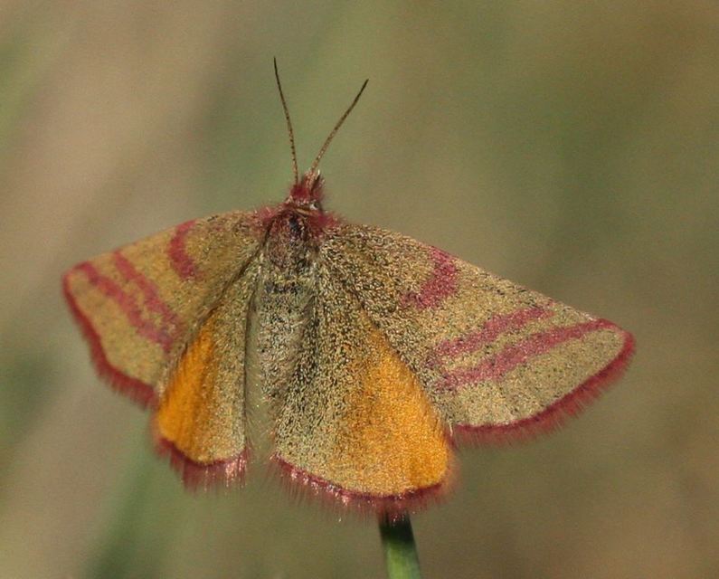 Lythria cruentaria - bíborcsíkos araszoló