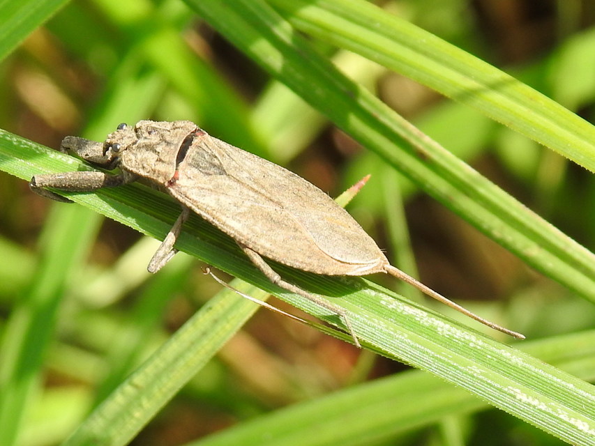 Nepa cinerea - víziskorpió