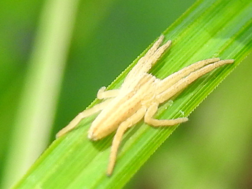 Tibellus