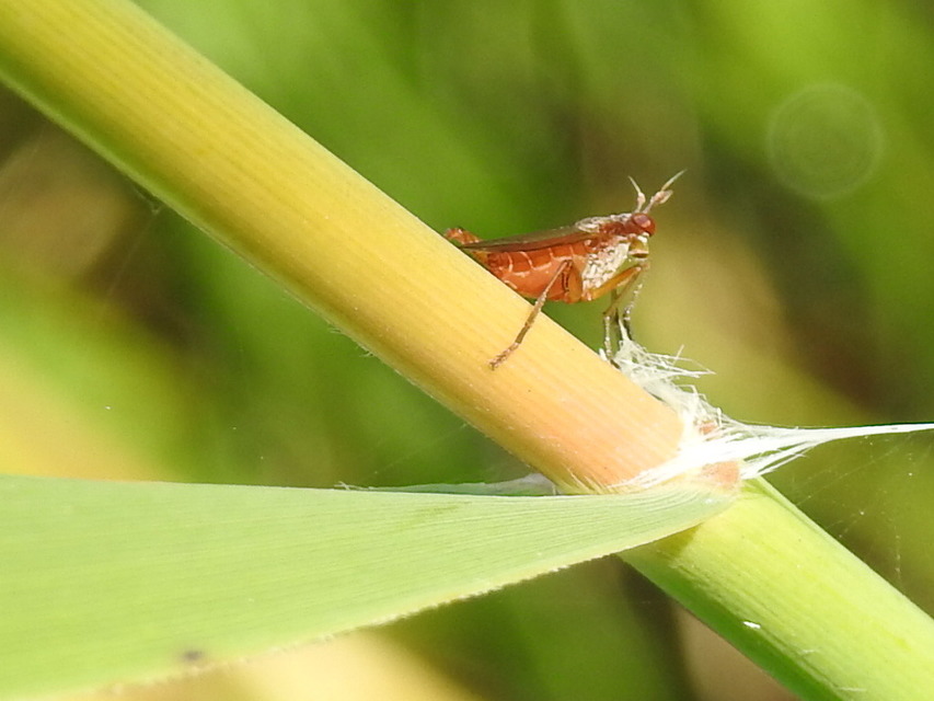 Sciomyzidae - szarvaslégyfélék