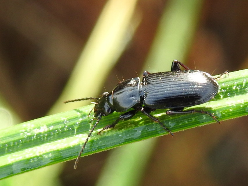Pterostichus anthracinus - fekete gyászfutó