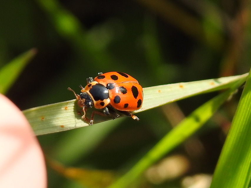 Hippodamia tredecimpunctata - mocsári katica