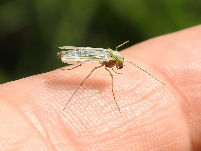 Chironomidae - árvaszúnyogok