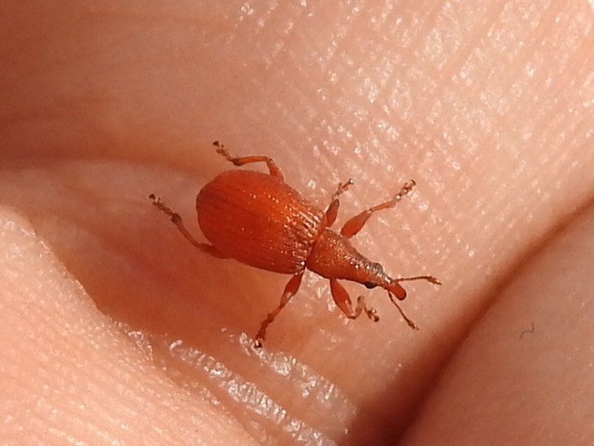 Apion frumentarium - vörös cickányormányos