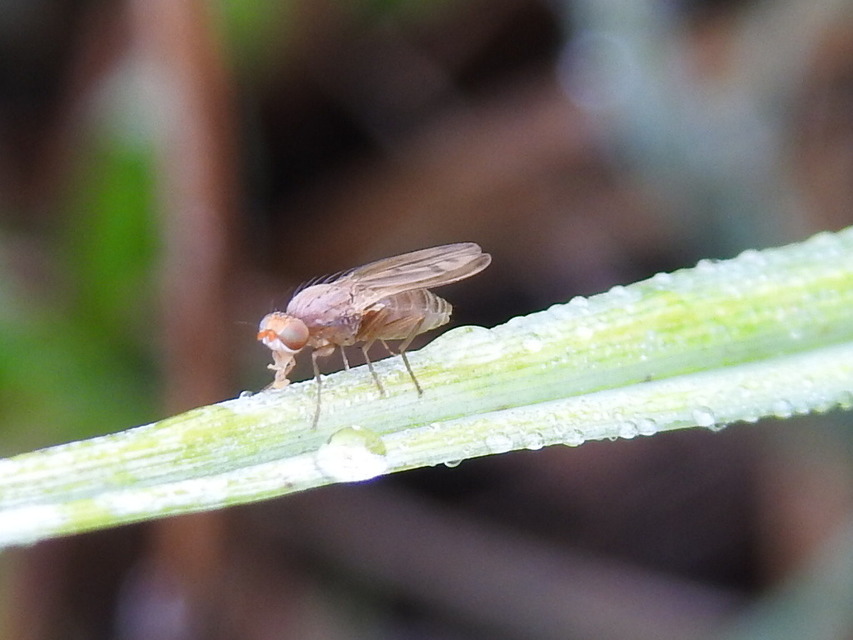 Opomyza