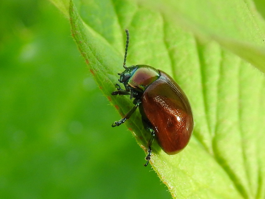 Chrysolina polita - réti mentalevelész