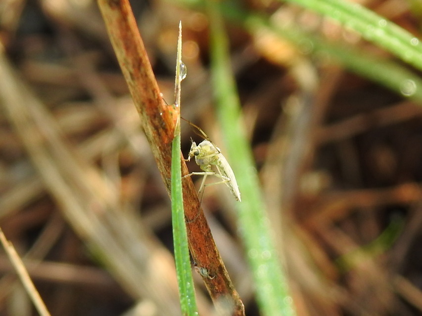 Chironomidae - árvaszúnyogok