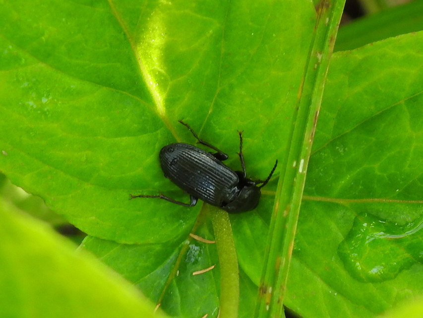 Pterostichus anthracinus - fekete gyászfutó