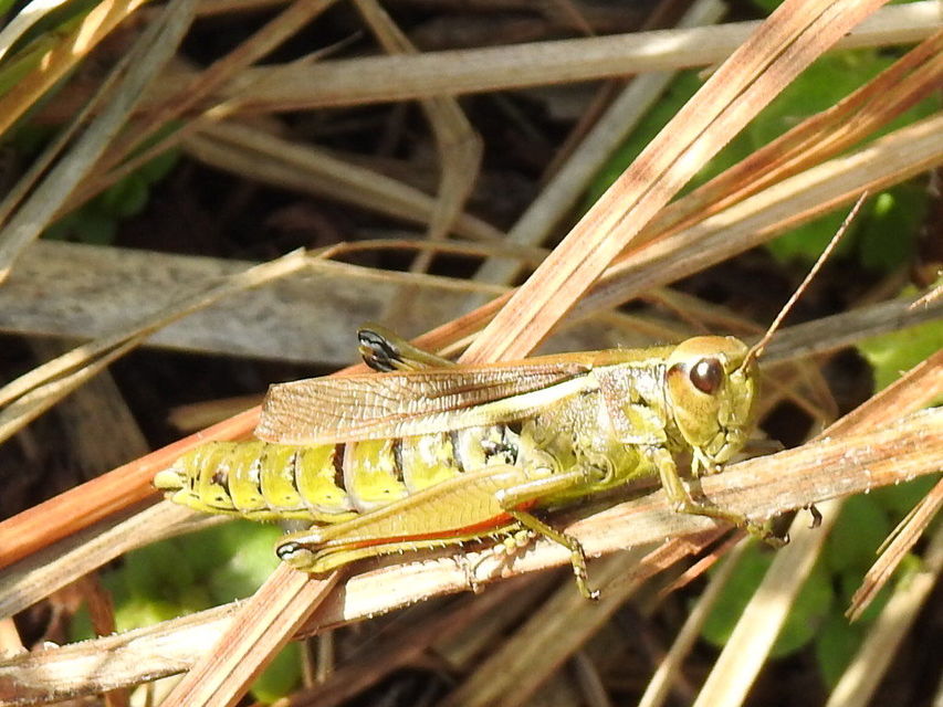 Stethophyma grossum - tundrasáska