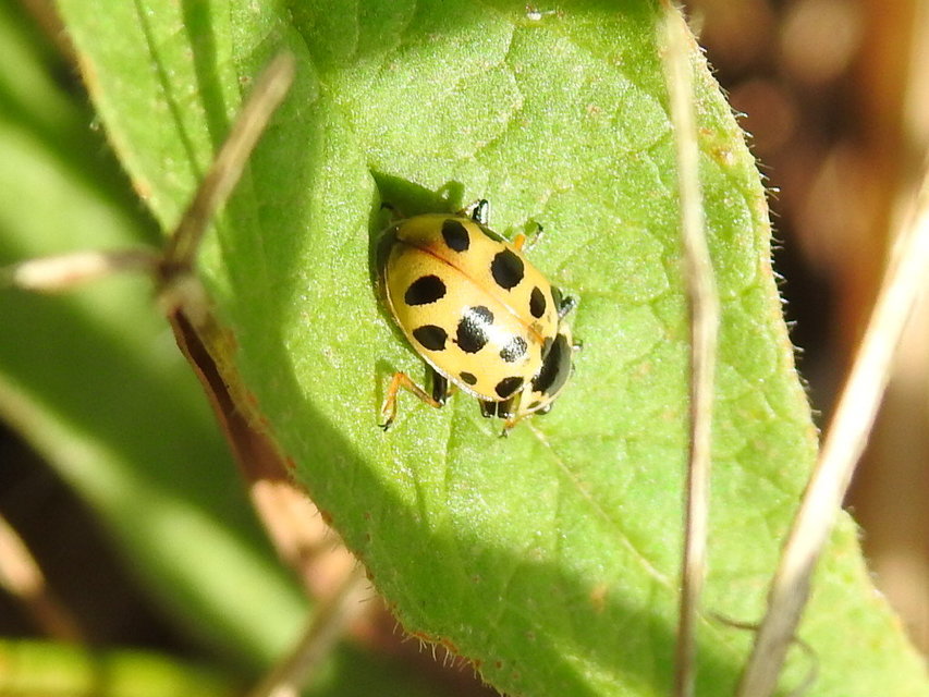 Hippodamia tredecimpunctata - mocsári katica