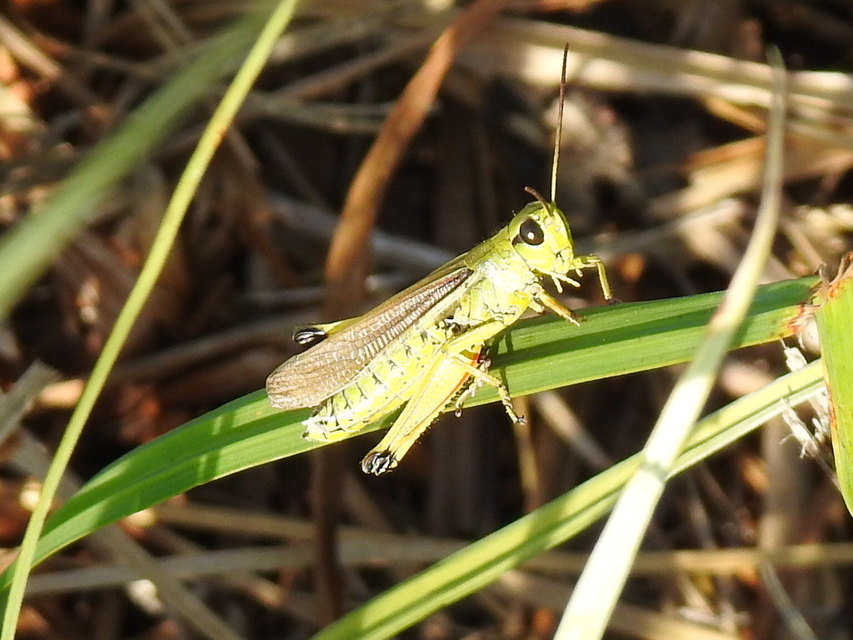 Stethophyma grossum - tundrasáska